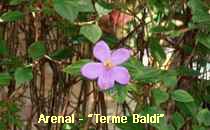 Arenal-Terme