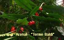 Arenal-Terme