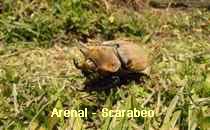 Arenal-Scarabeo