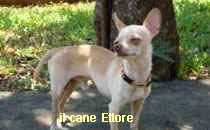 Cane Ettore