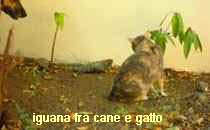 Coco - Iguana