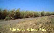 Palo Verde