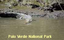 Reserva Palo Verde