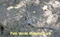 Reserva Palo Verde