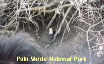 Reserva Palo Verde