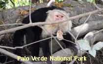 Reserva Palo Verde