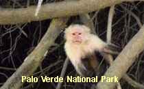 Reserva Palo Verde