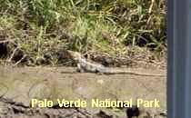 Reserva Palo Verde