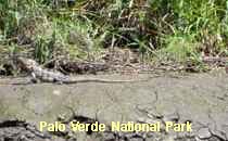 Reserva Palo Verde