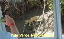 Reserva Palo Verde