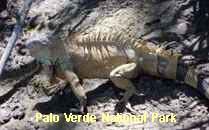 Reserva Palo Verde