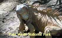 Reserva Palo Verde
