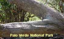 Reserva Palo Verde