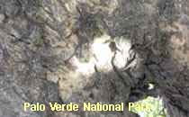 Reserva Palo Verde