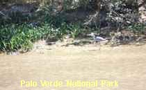 Reserva Palo Verde