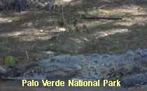 Reserva Palo Verde