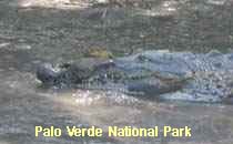 Reserva Palo Verde