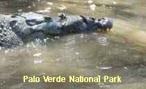 Reserva Palo Verde