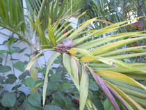 Playa del Coco