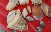 Playa Nacascolo