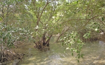 Playa Nacascolo