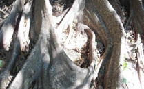 Rincon de la Vieja