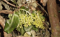 Rincon de la Vieja