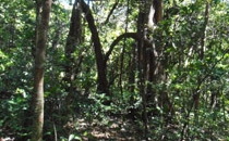 Rincon de la Vieja