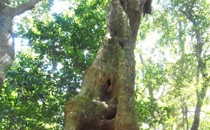 Rincon de la Vieja