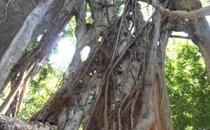 Rincon de la Vieja