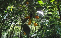 Rincon de la Vieja