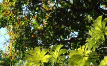 Rincon de la Vieja