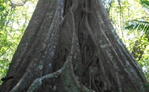 Rincon de la Vieja