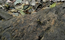 Rincon de la Vieja